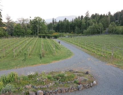 vineyardcenter